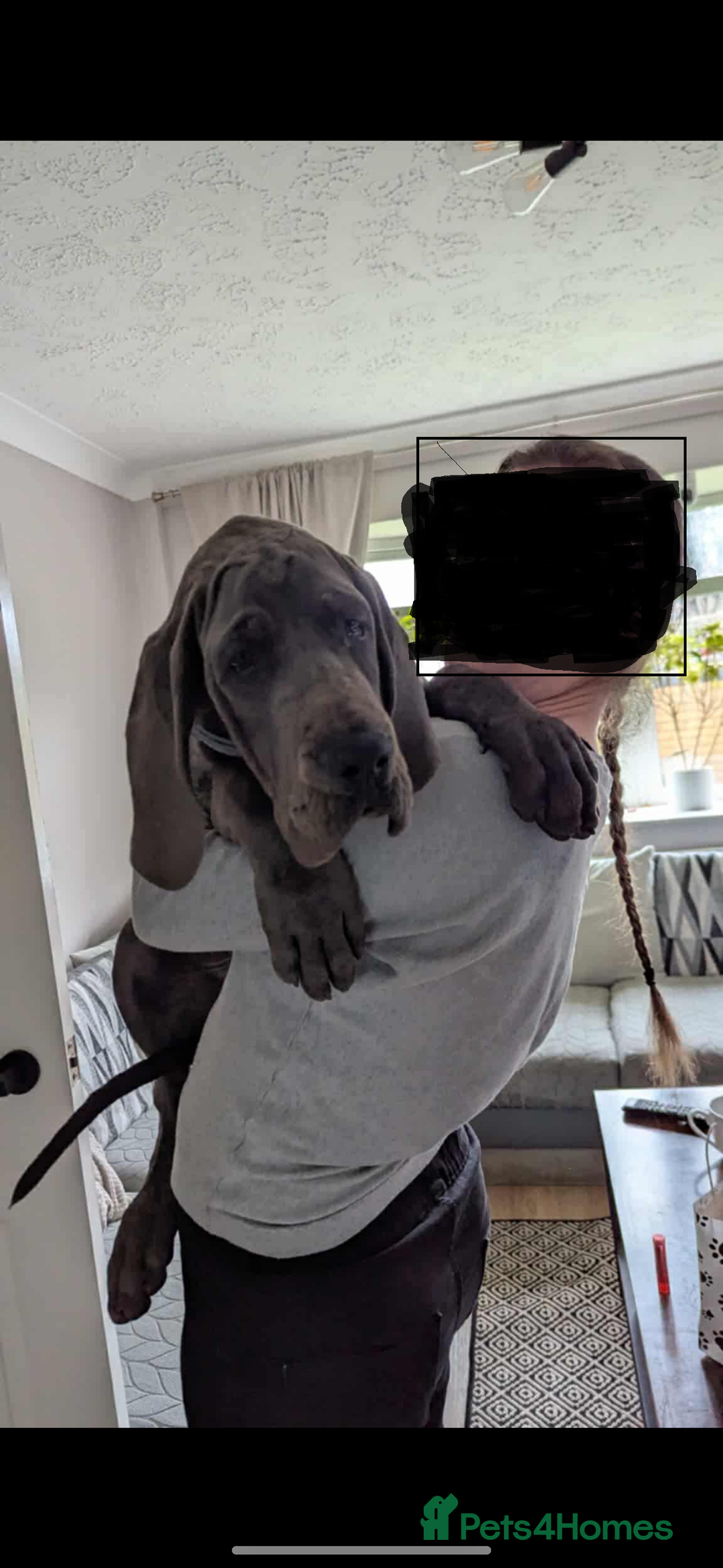 Great Dane dogs for sale: European Great Dane puppy - Image 6
