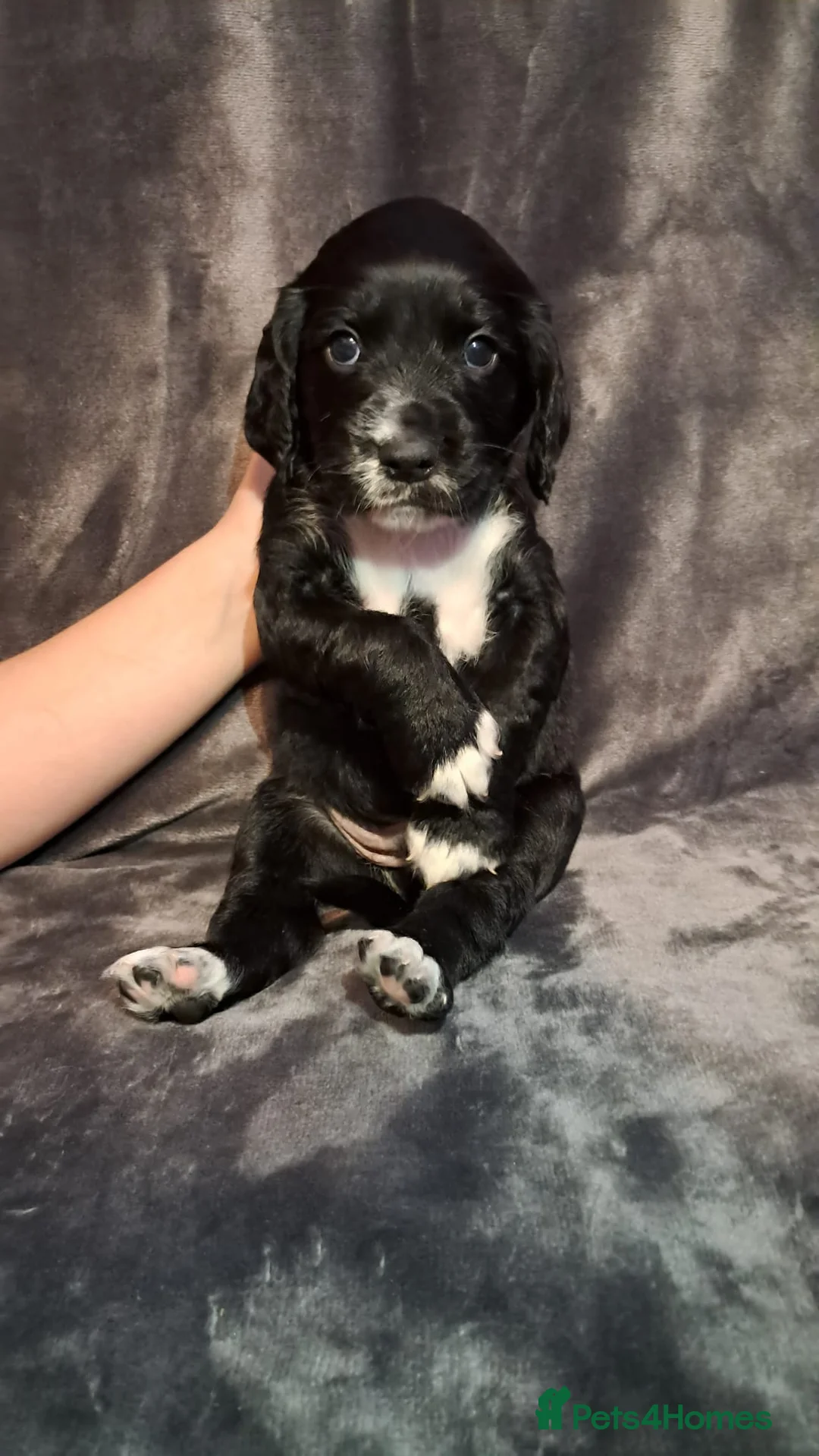 Cocker Spaniel dogs for sale: Adorable Cocker spaniel puppies  - Advert 5