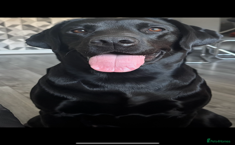Labrador Retriever dogs - Advert 3
