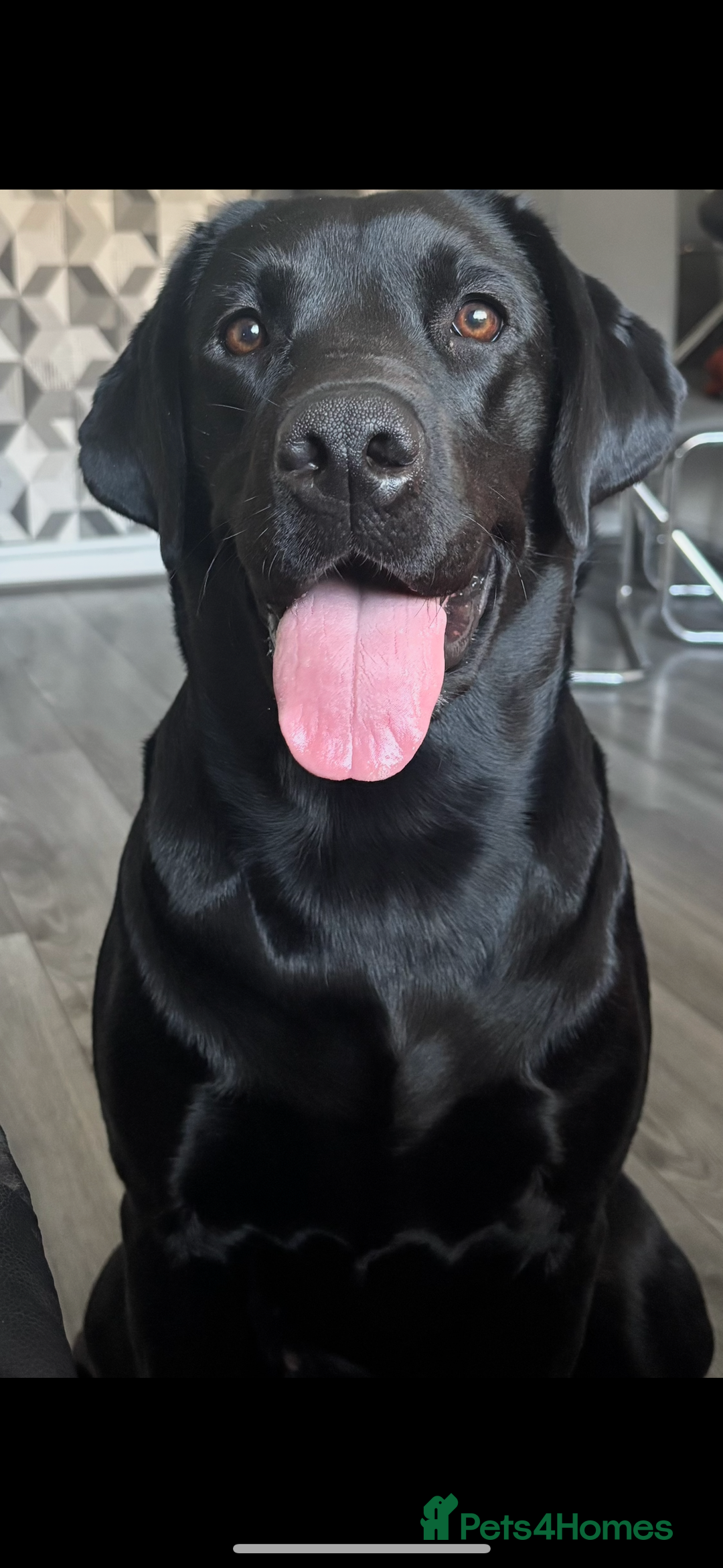 Labrador Retriever dogs for sale: KC Labrador pups - Image 1