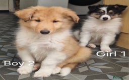 Mixed Breed dogs for sale: Beautiful three quarter Rough collie puppies  - Image 4