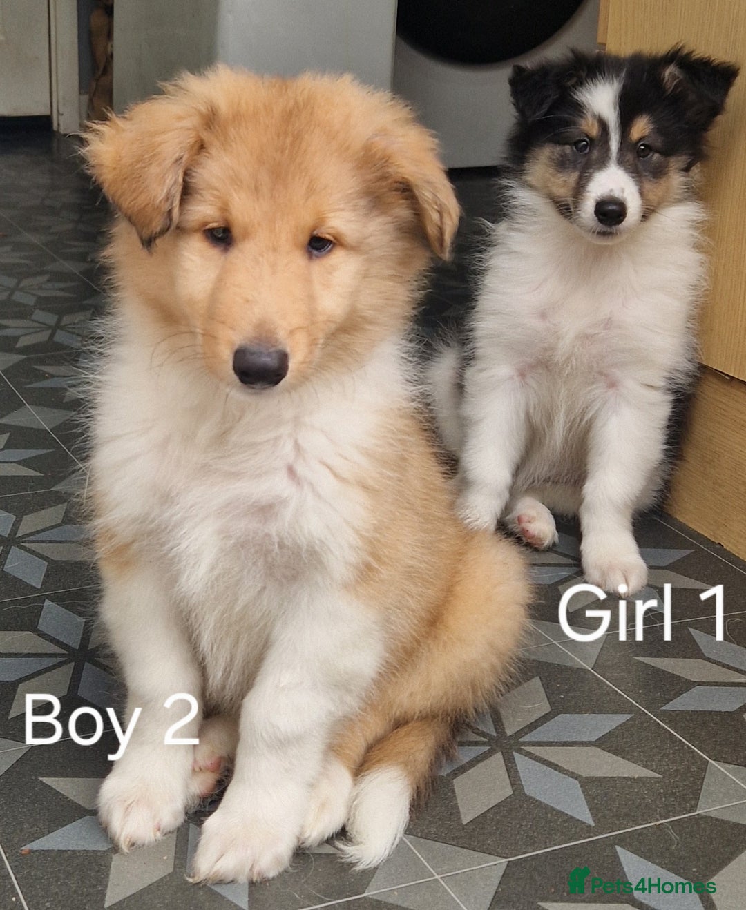 Mixed Breed dogs for sale: Beautiful three quarter Rough collie puppies  - Image 4