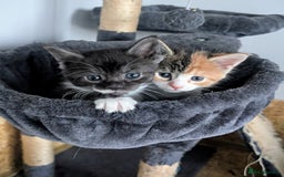 Maine Coon cats for sale: 😽 Cuddly Maine coon kittens 😽 in Preston - Image 14