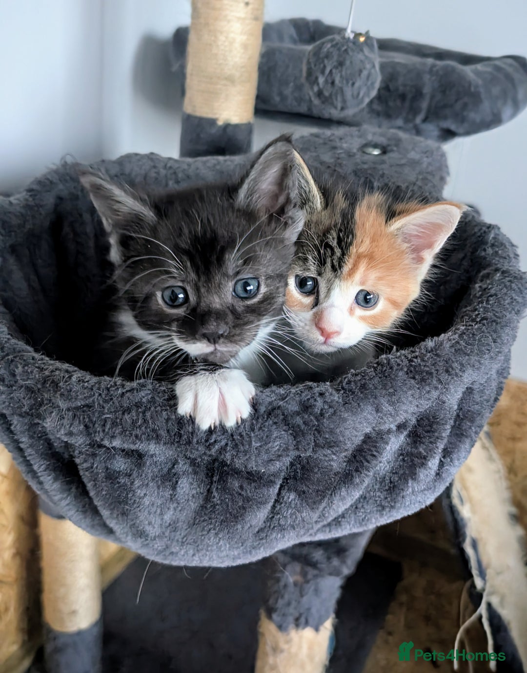 Maine Coon cats for sale: 😽 Cuddly Maine coon kittens 😽 in Preston - Image 14