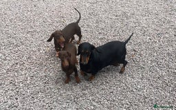 Dachshund dogs for sale: Beautiful Sweeney Dachshunds in Newark - Image 3