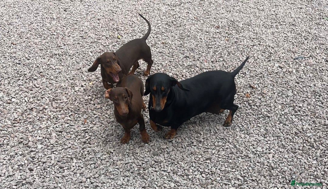 Dachshund dogs for sale: Beautiful Sweeney Dachshunds in Newark - Image 3