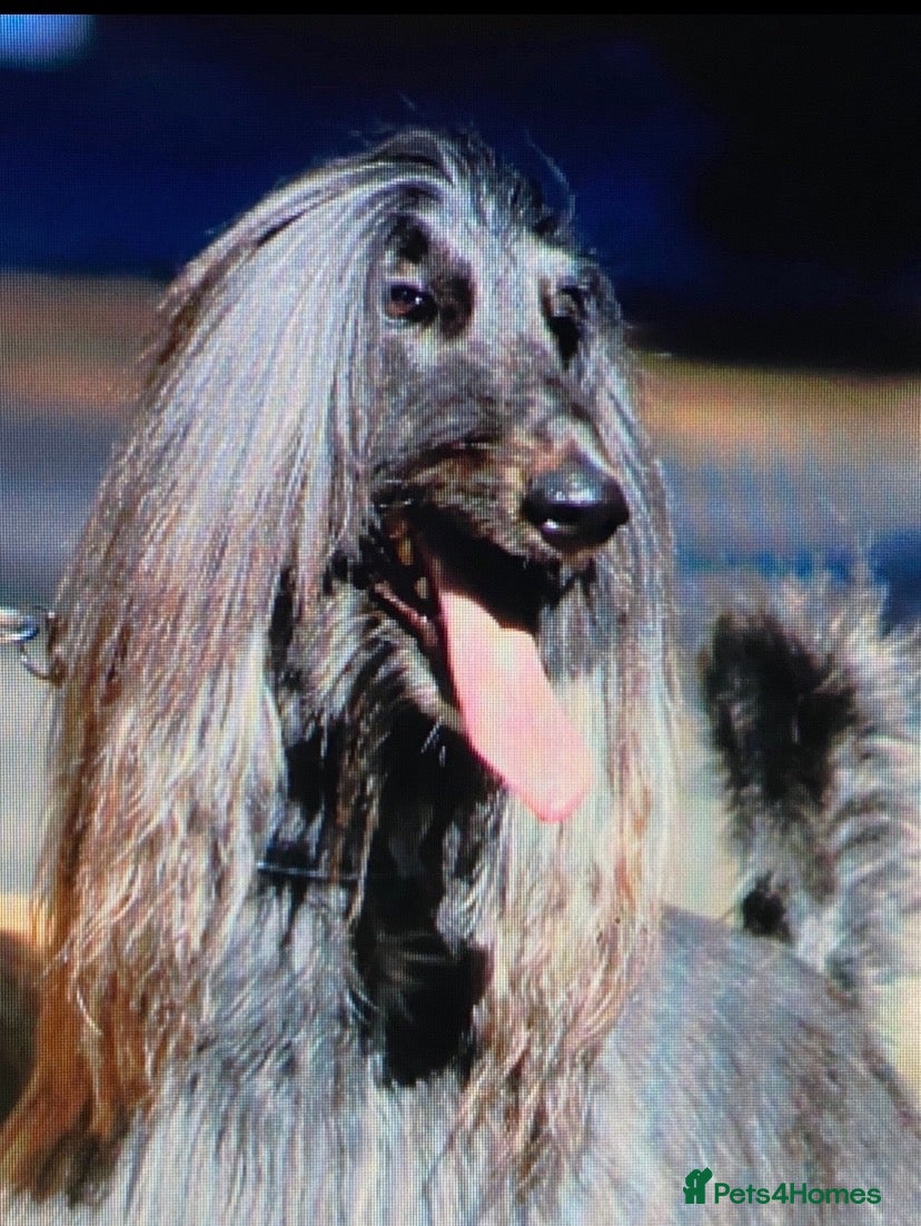 Afghan Hound dogs Beautiful litter of Afghan hound puppies  - Advert 1