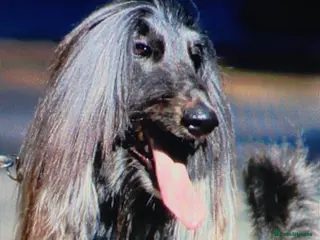 Afghan Hound dogs Beautiful litter of Afghan hound puppies - Advert 1