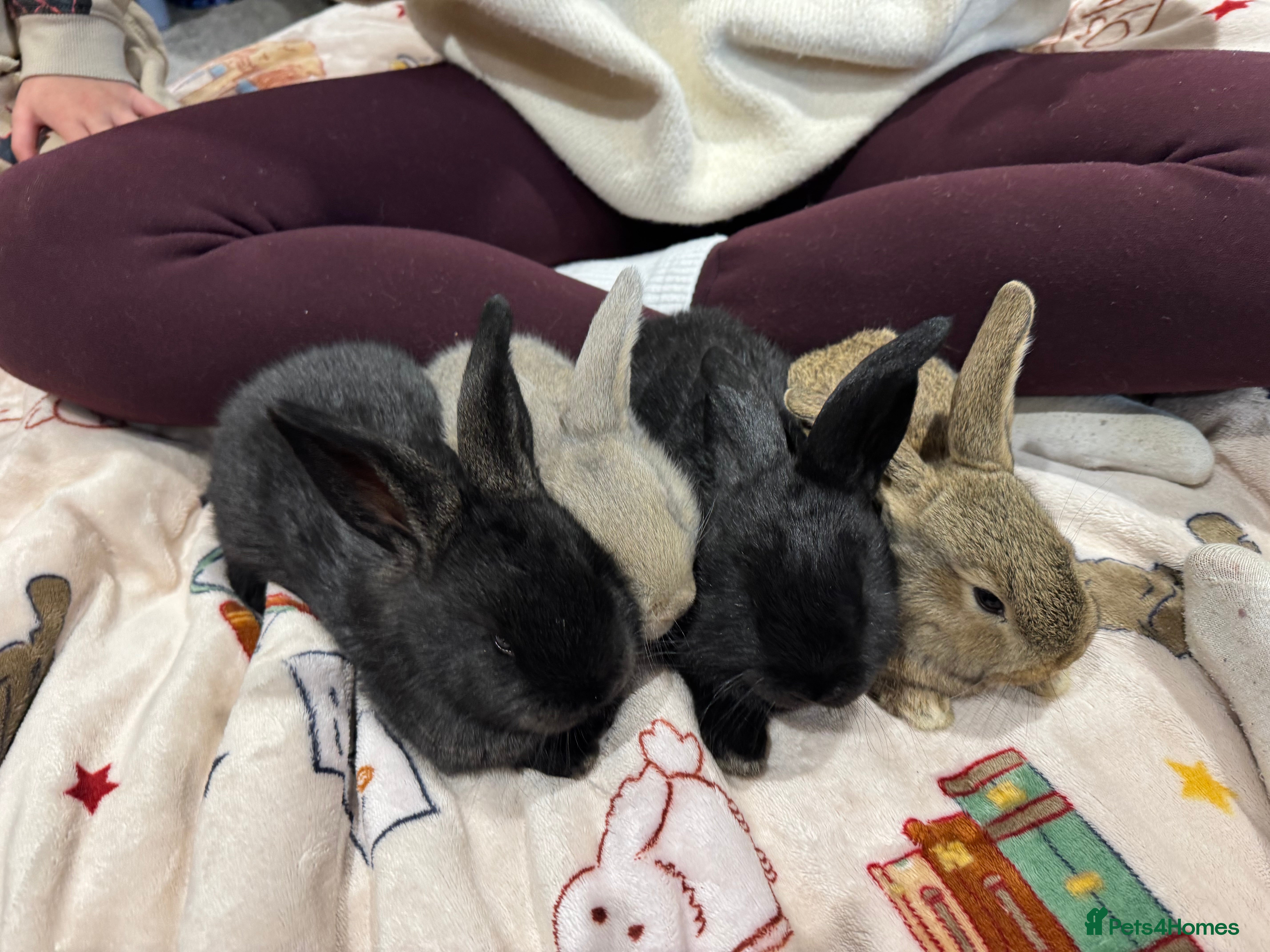 Continental Giant rabbits Black giant rabbit kits - Advert 20