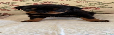 Rottweiler Puppy 3