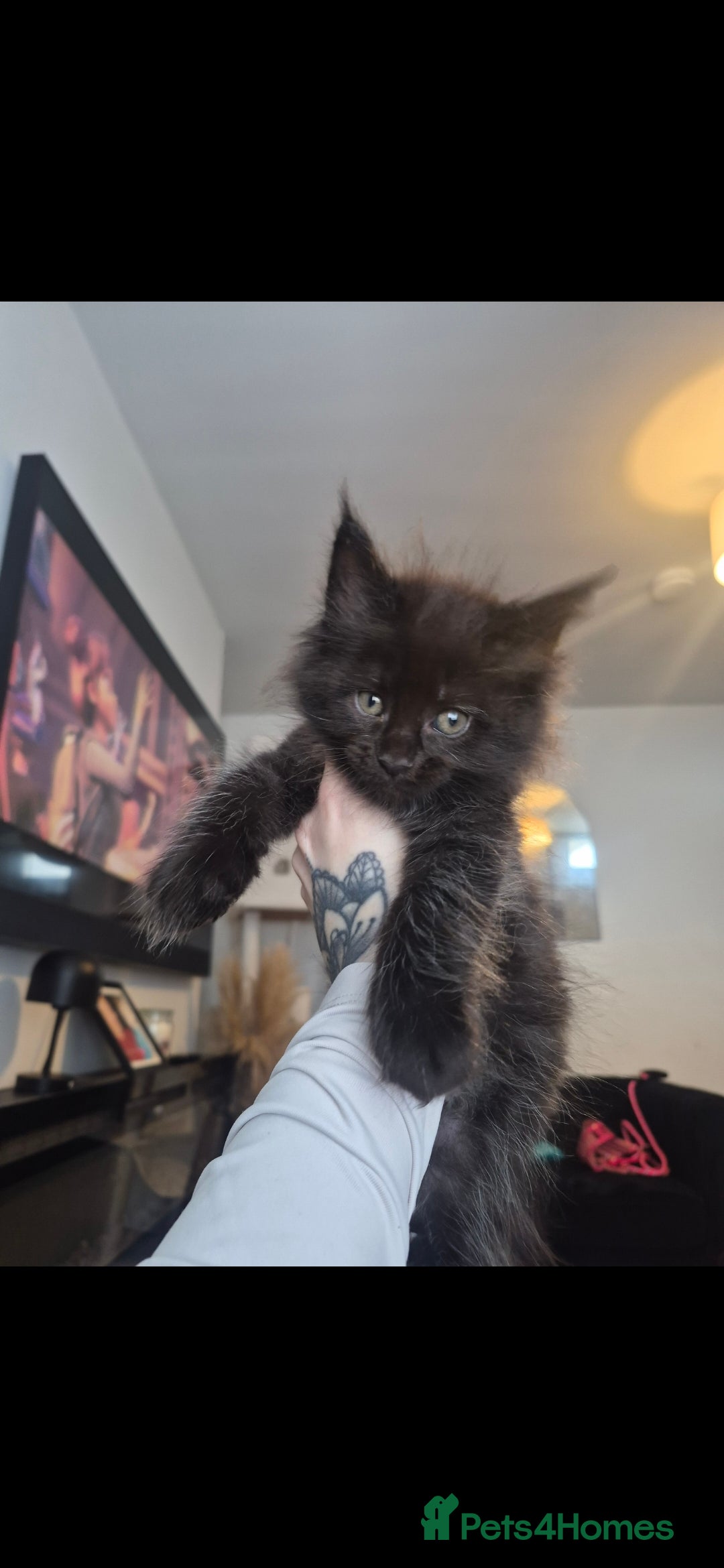 Maine Coon cats 4 beautiful maine coons left 😍  - Advert 1