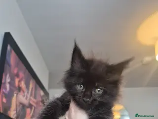 Maine Coon cats 4 beautiful maine coons left 😍 - Advert 6