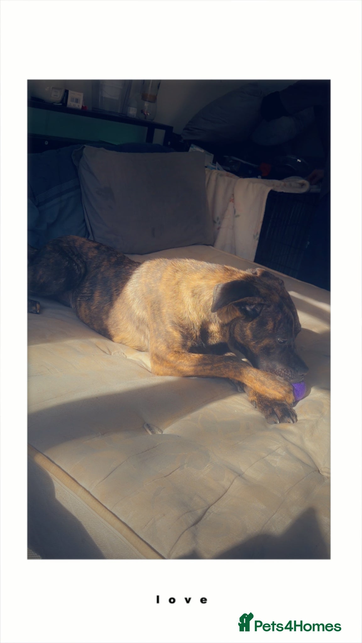 Mixed Breed dogs for sale: 11 month old Cane Corso x Presa Canario for sale in Telford - Advert 5
