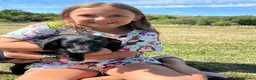 Doxiepoo dogs for sale: Beautiful mini Daxi Poos  - Advert 20