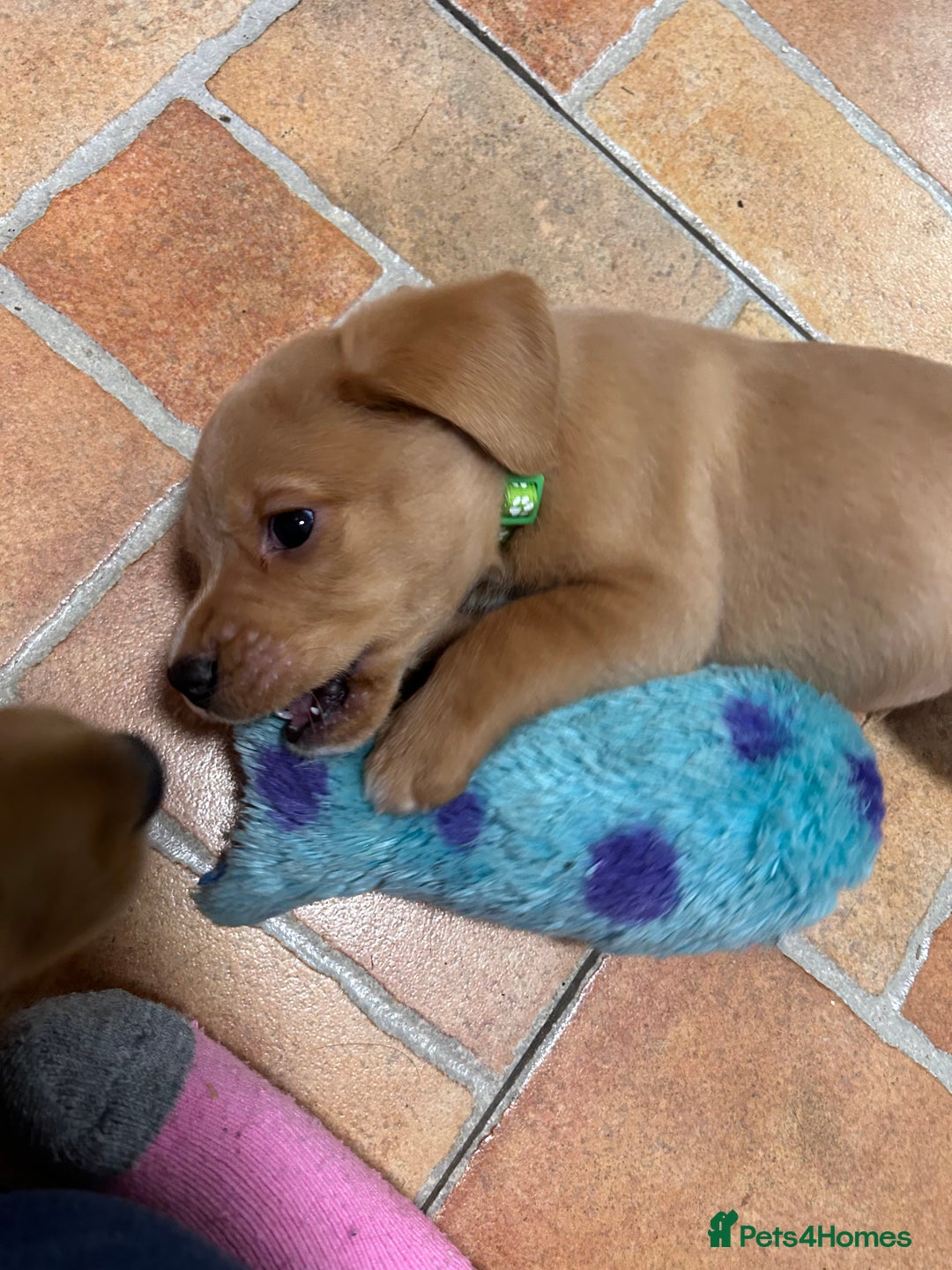 Mixed Breed dogs for sale: BEAUTIFUL GOLDEN BEAGADOR PUPPIES! - Advert 15