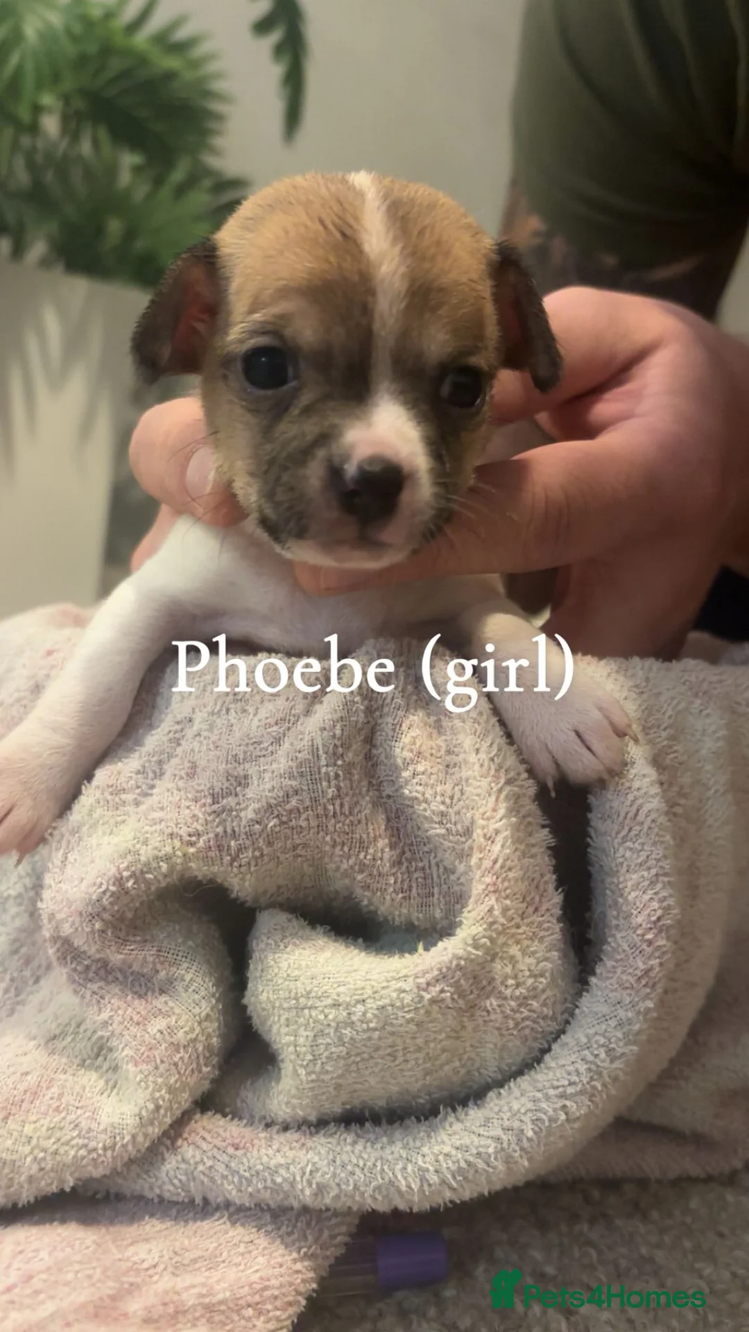 Jack Chi dogs for sale: Jack chi puppies - Advert 2