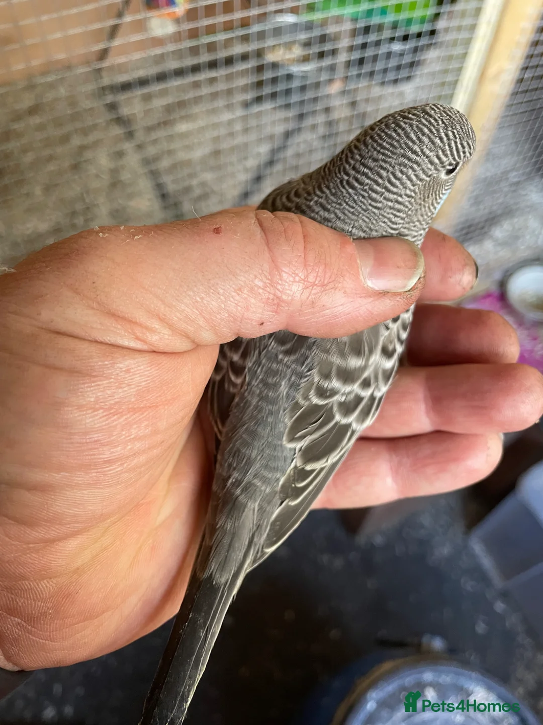 Budgerigars birds for sale: Blackface /Blackwing Budgie - Advert 2