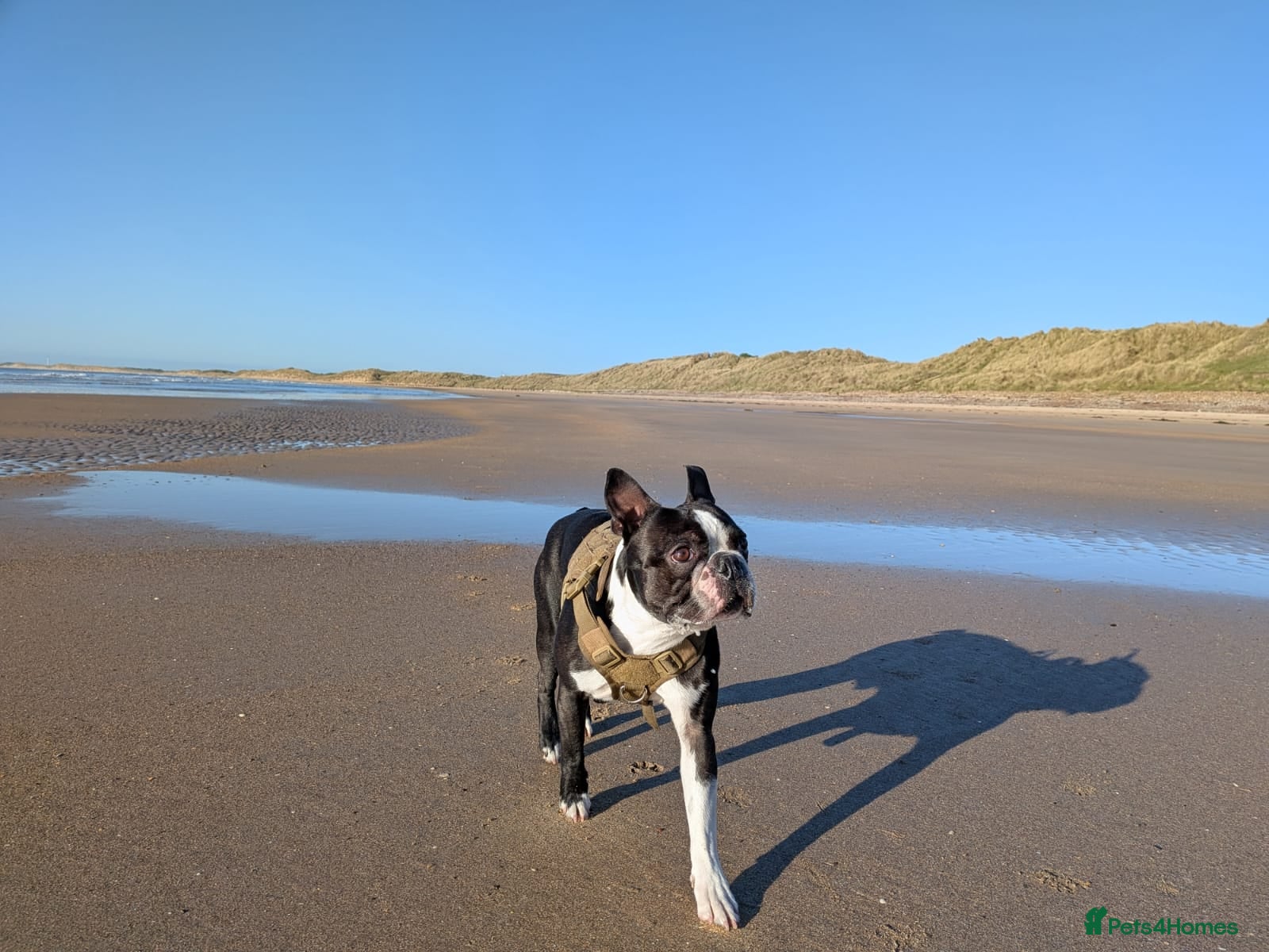 Boston Terrier dogs Boston Terrier  - Advert 1