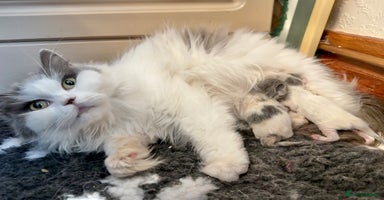 British Longhair cats - Advert 4