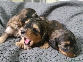 Cockapoo dogs 1 GIRL. Sable F1b Cockapoos DNA TESTED,VET CHECKED - Advert 11