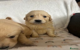 Golden Retriever dogs for sale: Beautiful golden retriever litter 🐶⭐️ - Image 8
