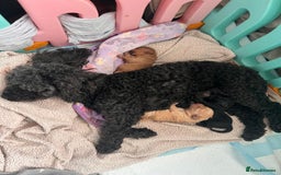 Toy Poodle dogs for sale: Toy Poodle  - Image 16