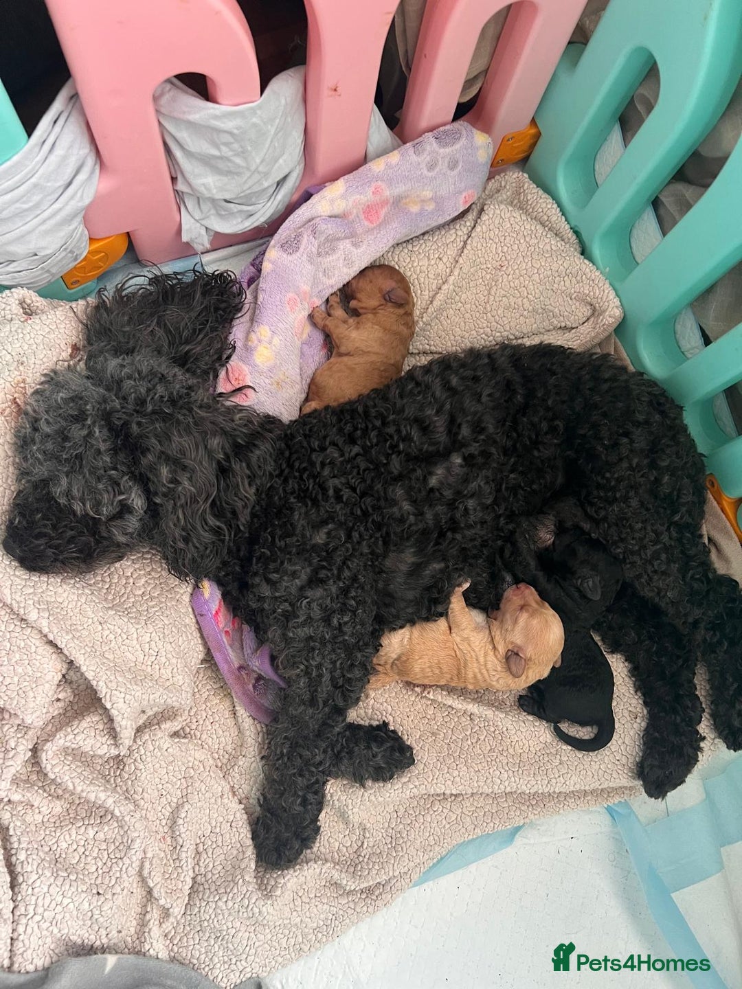 Toy Poodle dogs for sale: Toy Poodle  - Image 16
