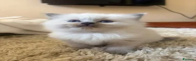 Ragdoll 1