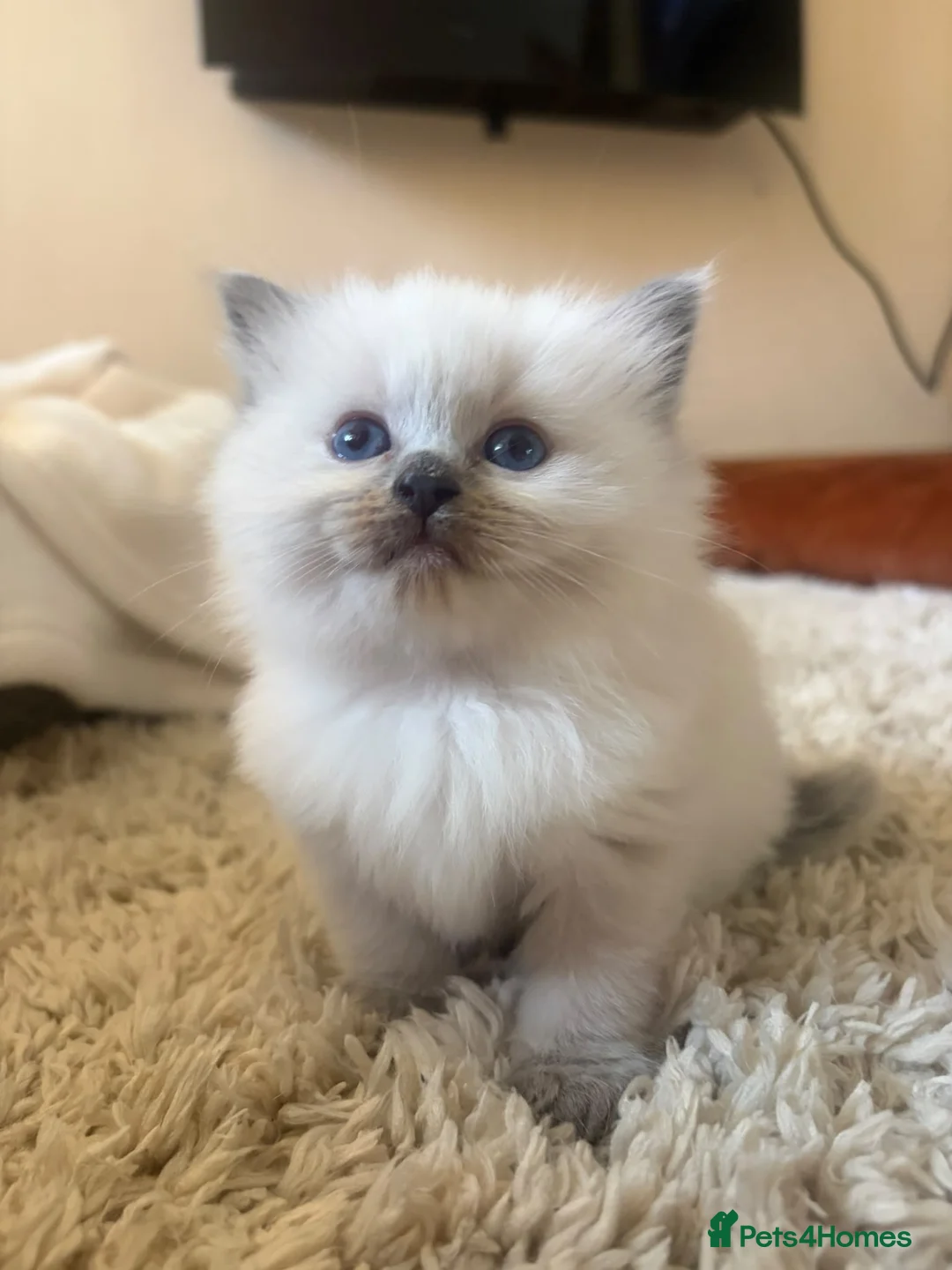 Ragdoll cats for sale: Beautiful Ragdoll kittens  - Advert 2
