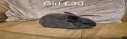 Mini Lop rabbits for sale: 4 Cute Baby Mini Lop X Rabbits - Advert 6