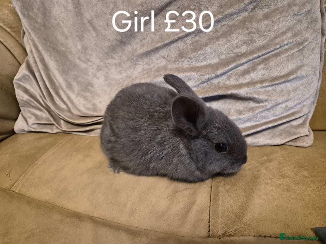 Mini Lop rabbits for sale: 4 Cute Baby Mini Lop X Rabbits - Advert 6