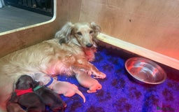 Miniature Dachshund dogs for sale: Stunning shaded cream and cream dachshunds  - Image 3