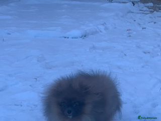 Pomeranian dogs Female Tiny Pomeranian 6 months Old - Advert 6