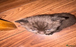 British Shorthair cats for sale: British Shorthair chocolate/grey colours  - Image 25