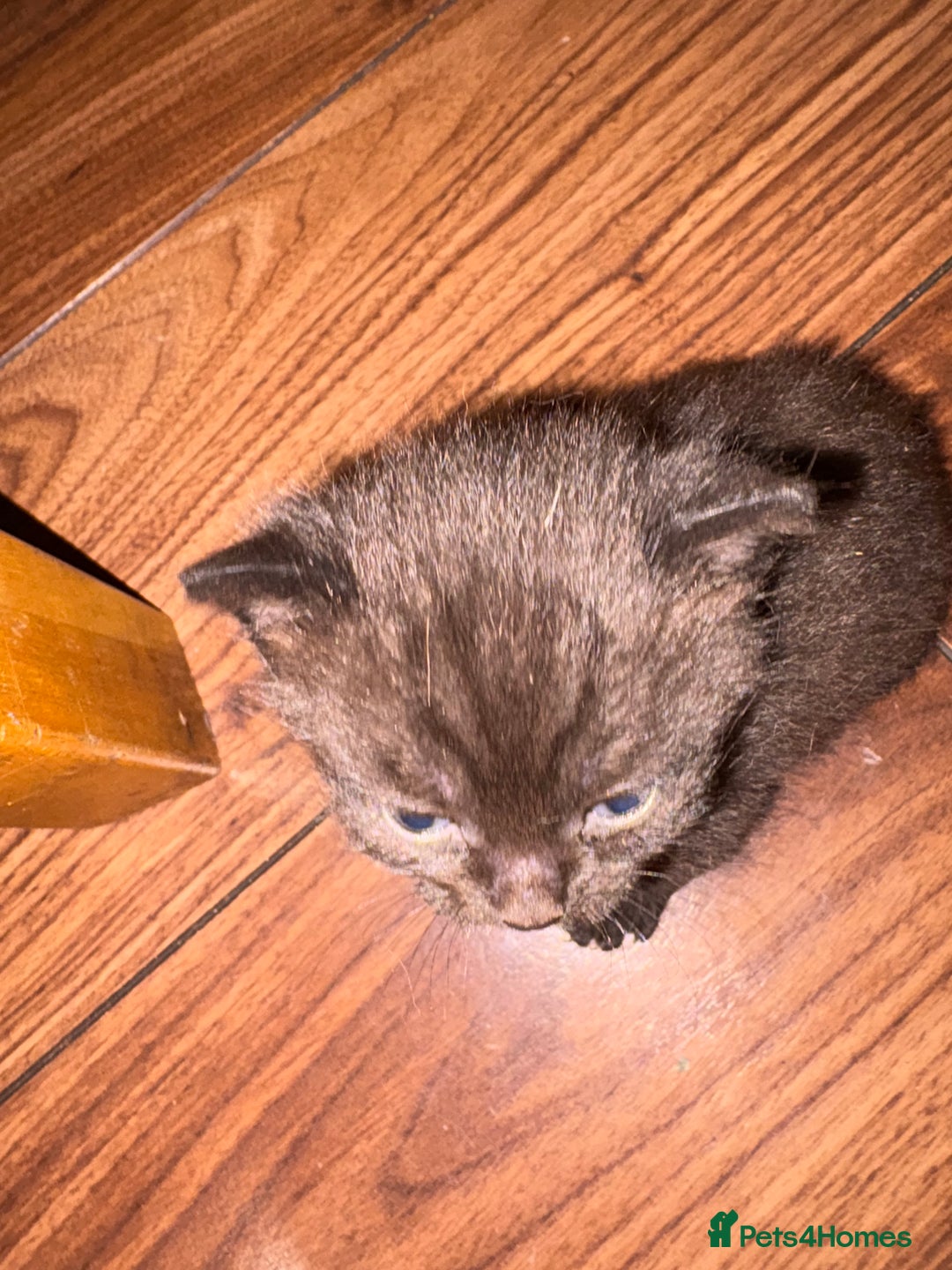 British Shorthair cats for sale: British Shorthair chocolate/grey colours  - Image 25