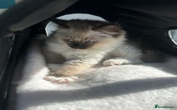 Ragdoll cats for sale: Lovely kitten ready for her forever home 🩷 - Image 5