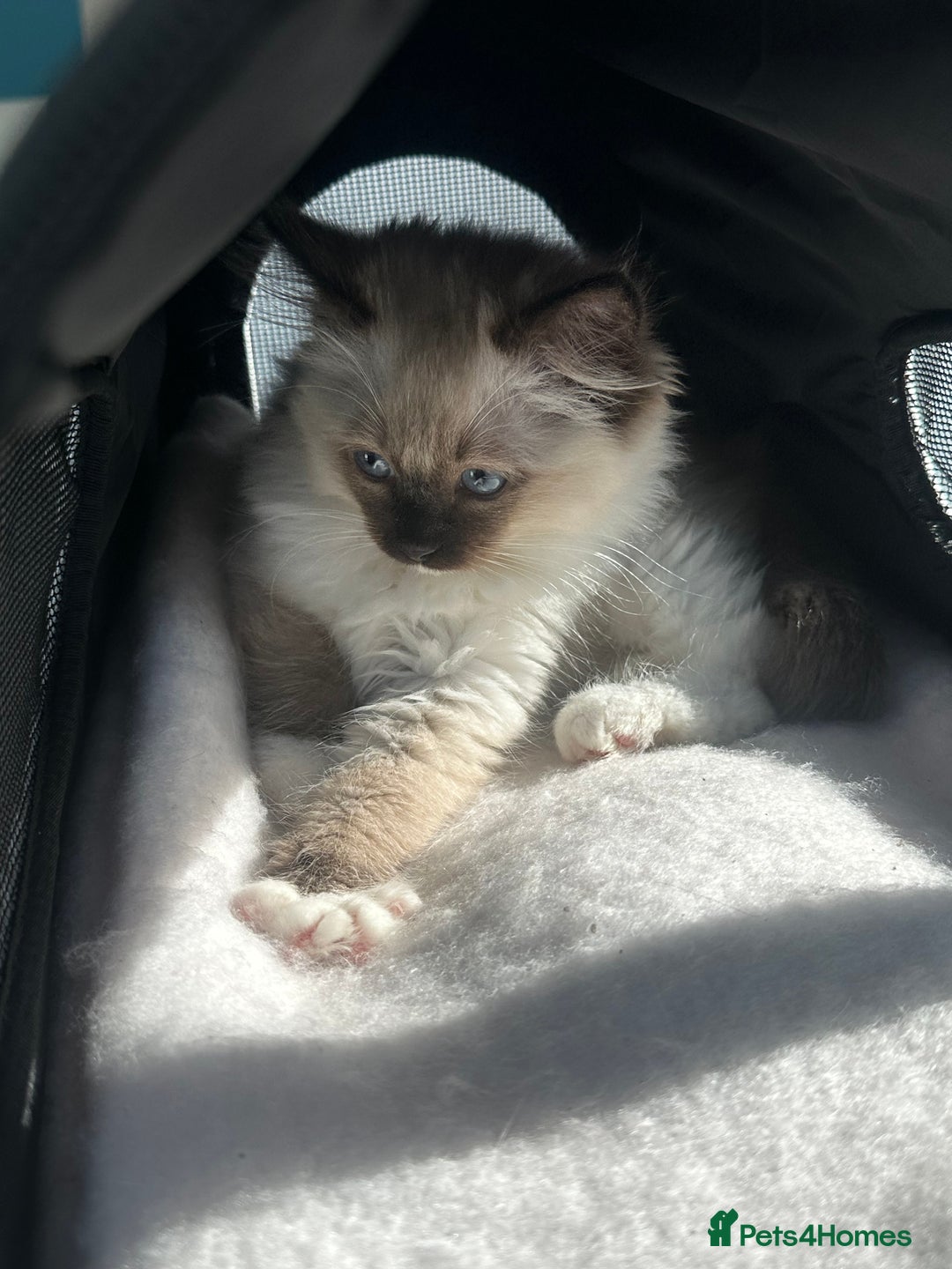 Ragdoll cats for sale: Lovely kitten ready for her forever home 🩷 - Image 5