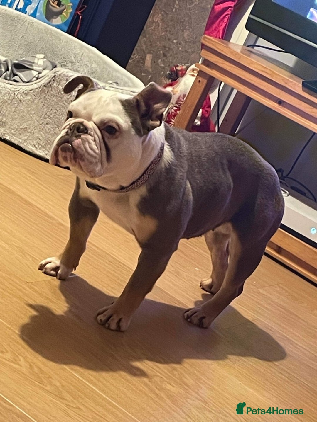 English Bulldog dogs for sale: KC registered English bulldog in Swindon - Advert 3