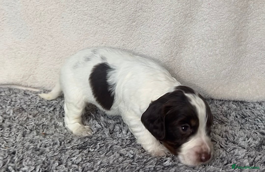 Cocker Spaniel dogs for sale: ✨Beautiful Cocker Spaniel Puppies✨ - Advert 25