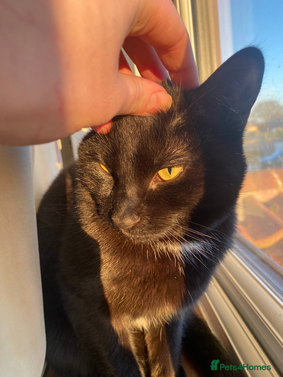 Mixed Breed cats for sale: Rehoming My Boy - Change in Circumstances - Advert 3