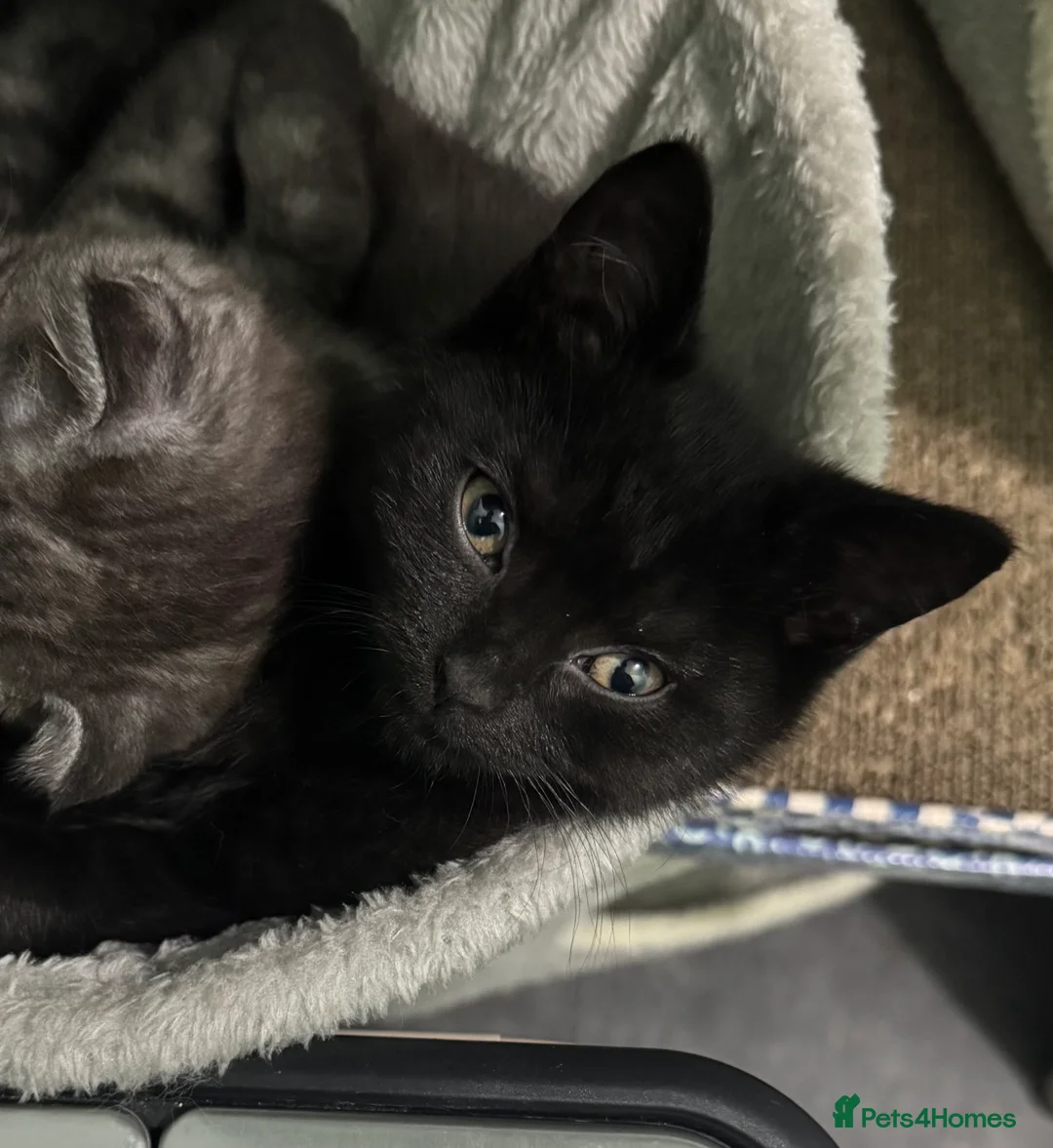 Scottish Fold cats for sale: Unique Smoke Scottish folds/straights - Advert 5