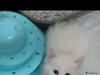 Turkish Angora cats Turkish angora x Ragdoll kittens - Advert 2