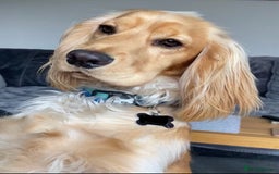 Cocker Spaniel dogs for stud: Cocker Spaniel Stud KC, Health Test, Champ Lines - Image 2