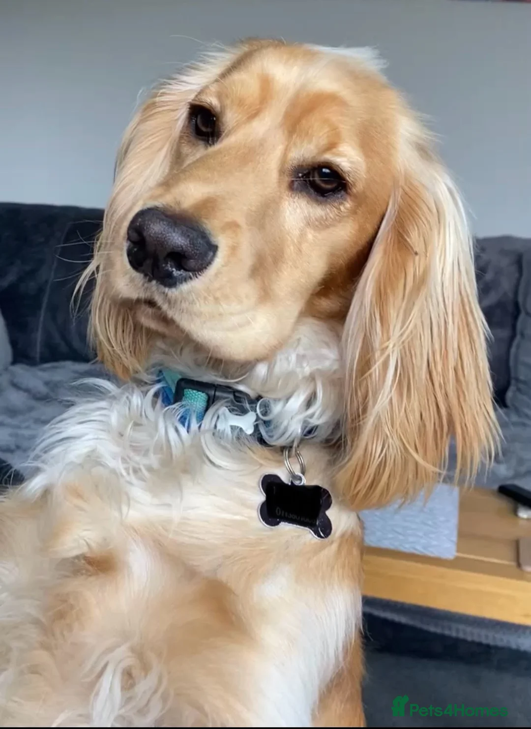 Cocker Spaniel dogs for stud: Cocker Spaniel Stud KC, Health Test, Champ Lines - Advert 2