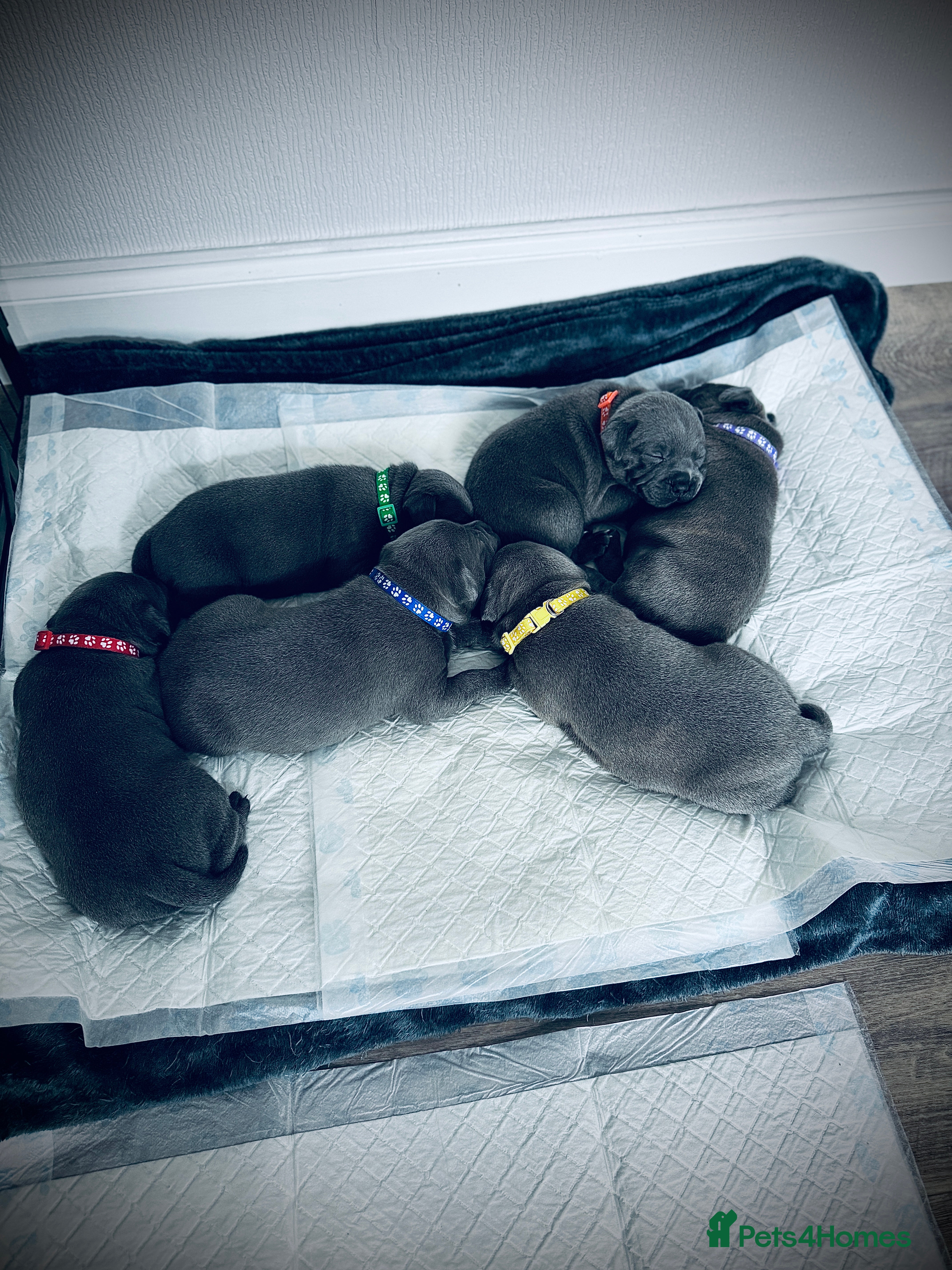 Staffordshire Bull Terrier dogs Champions Bloodlines Staffordshire Bull Terrier Pu - Advert 4