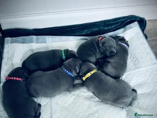 Staffordshire Bull Terrier dogs Champions Bloodlines Staffordshire Bull Terrier Pu - Advert 4