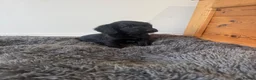Sprocker dogs for sale: Gorgeous sprocker spaniel puppies  - Advert 5