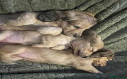 Miniature Dachshund dogs for sale: Beautiful Shaded Cream Long Haired Puppies - Image 4