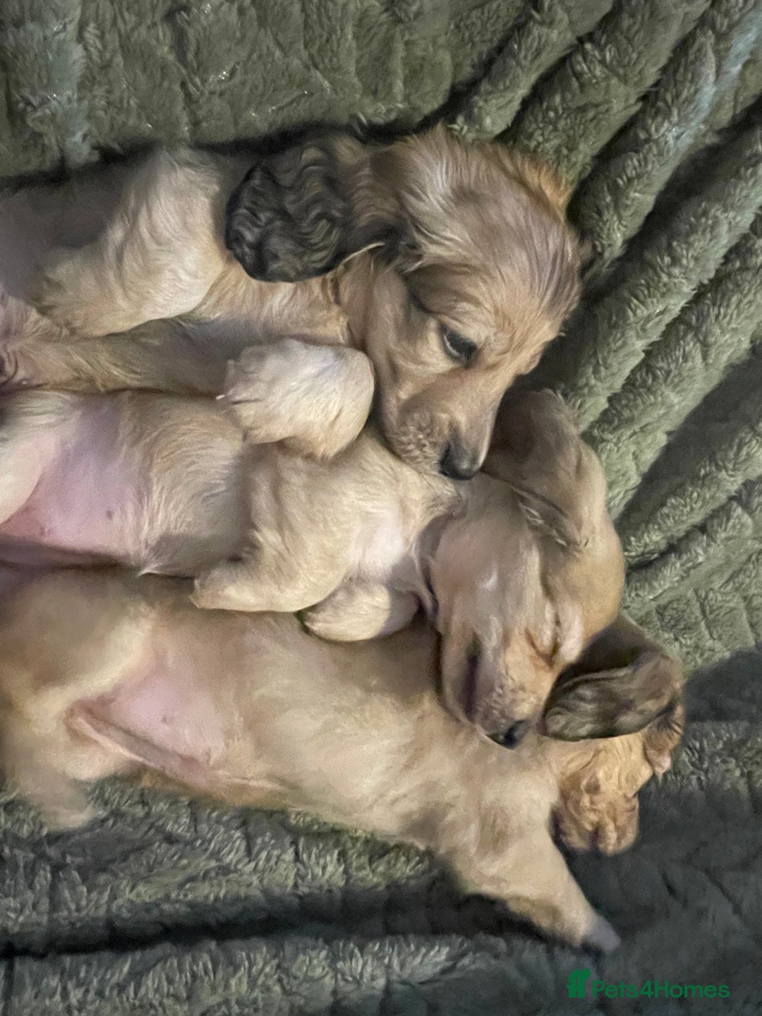 Miniature Dachshund dogs for sale: Beautiful Shaded Cream Long Haired Puppies - Image 4