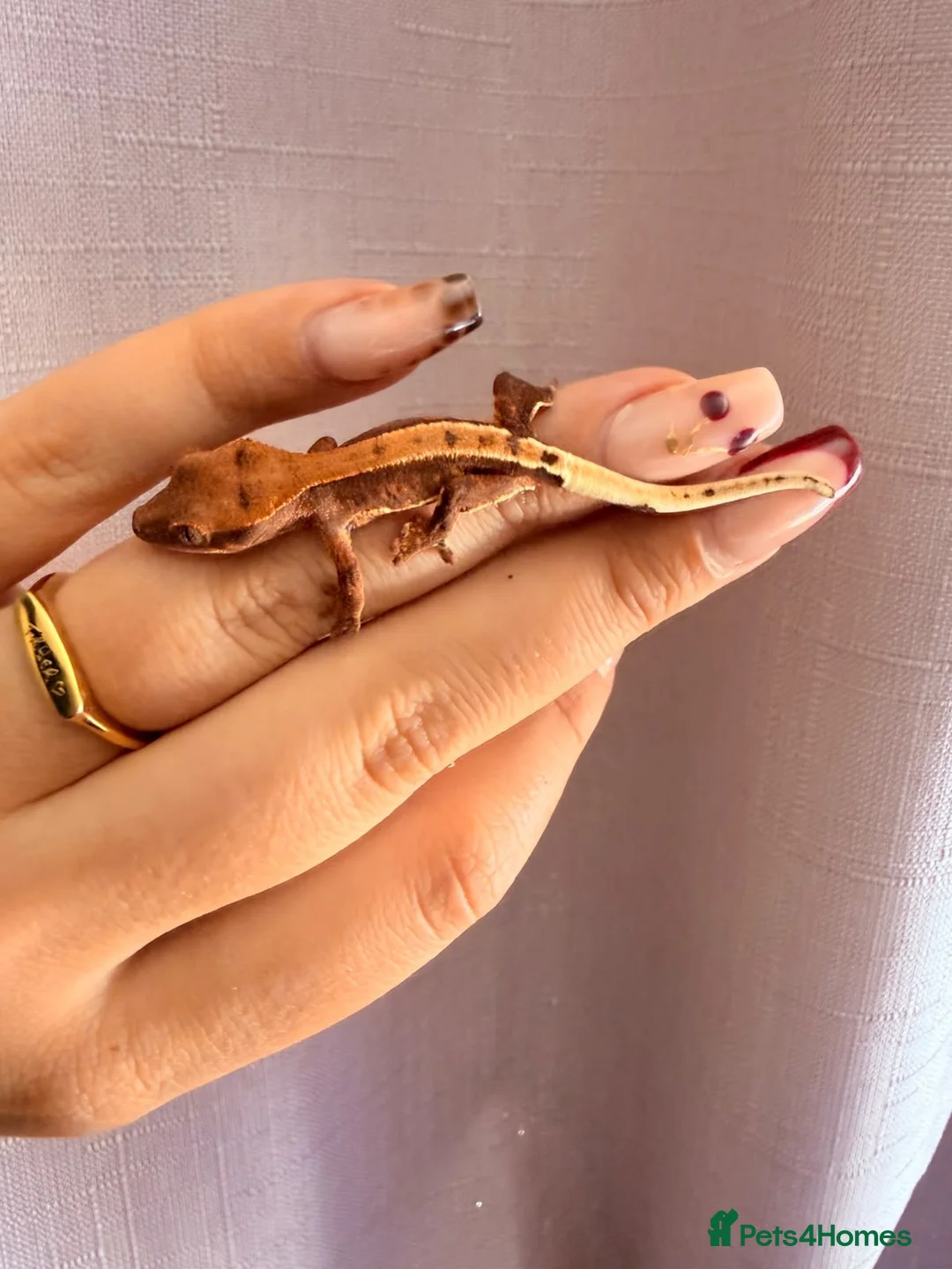 Gecko reptiles for sale: Crested Gecko Babies - Advert 2